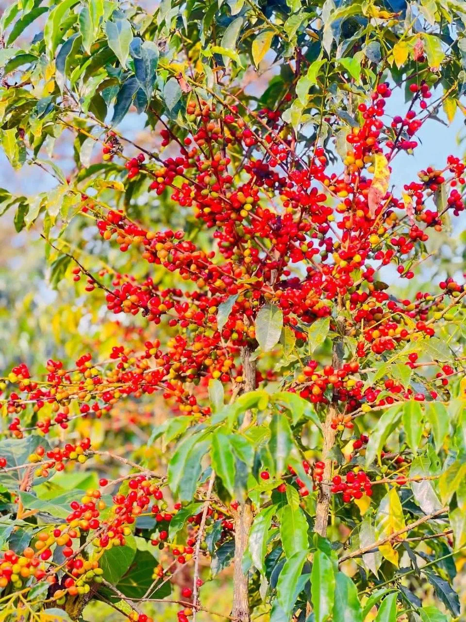 Coffee cherries growing on branches