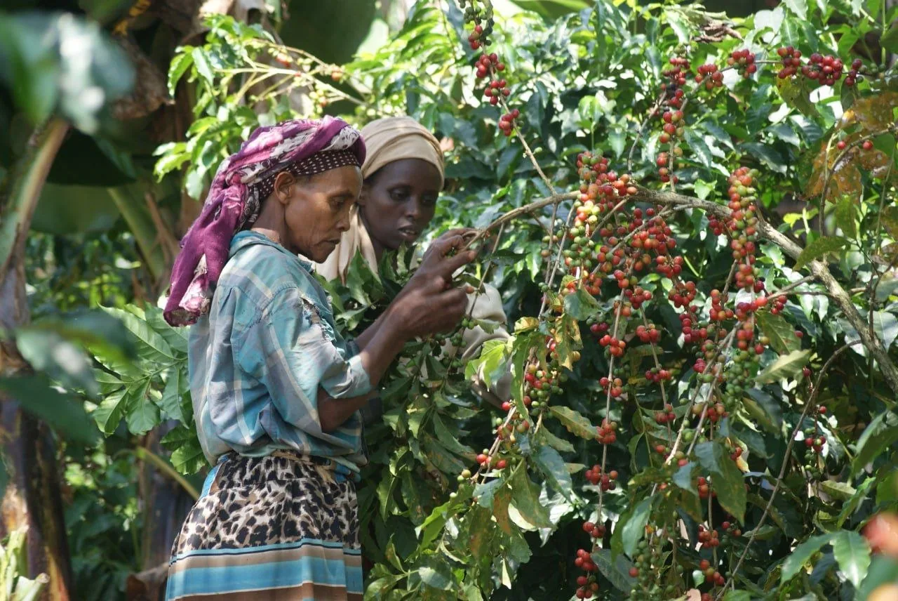 People harvesting coffee among coffee trees