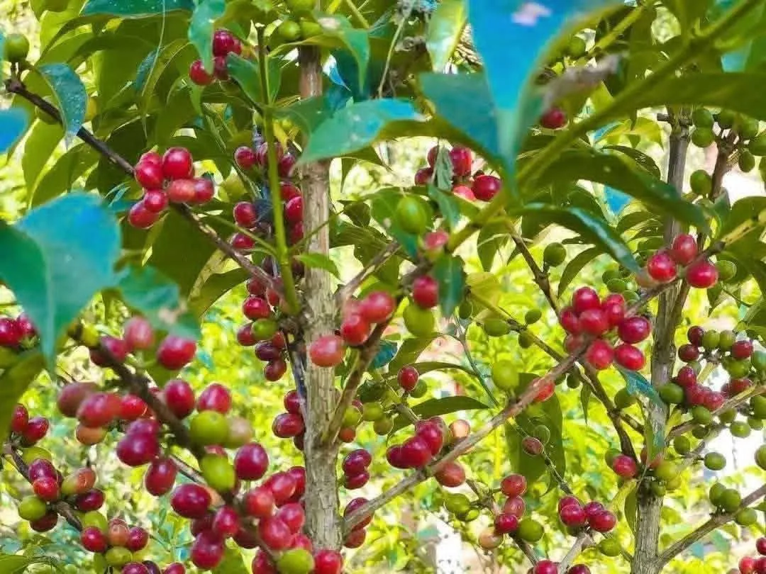 Coffee cherries on a tree