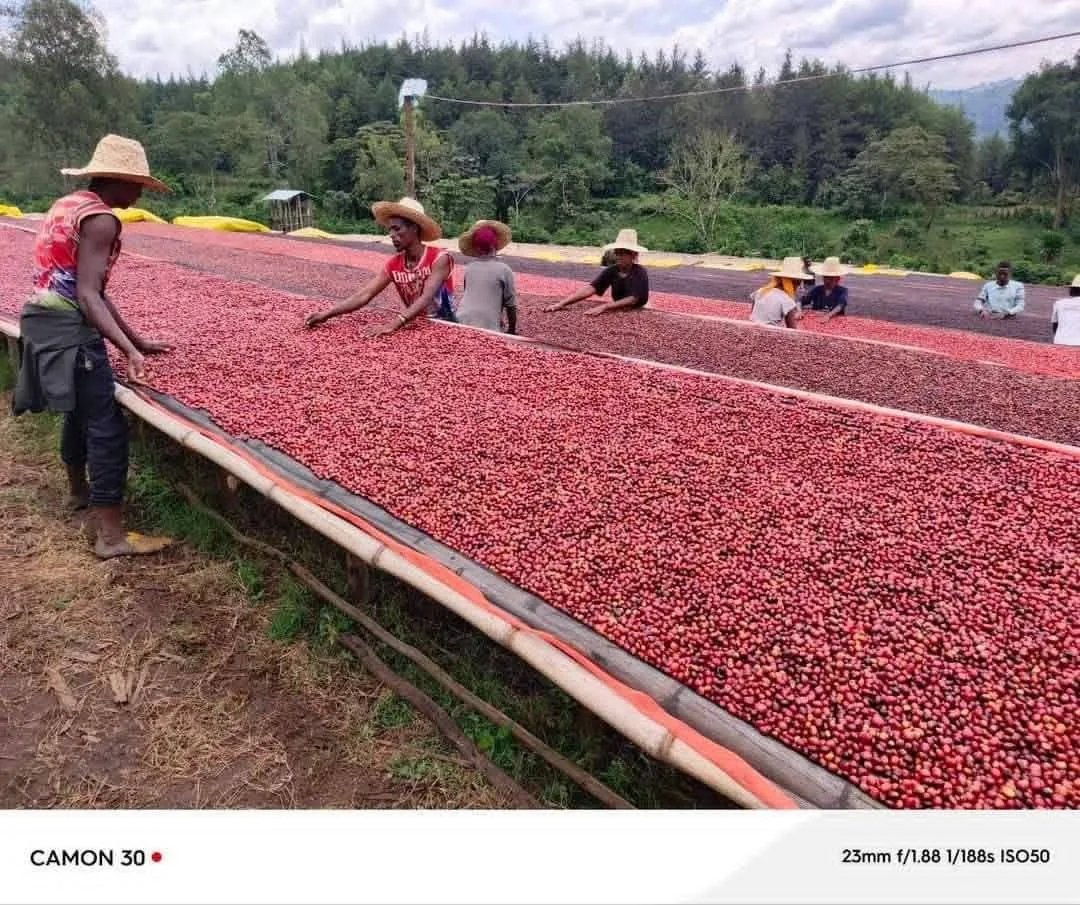 Coffee cherries drying on raised beds