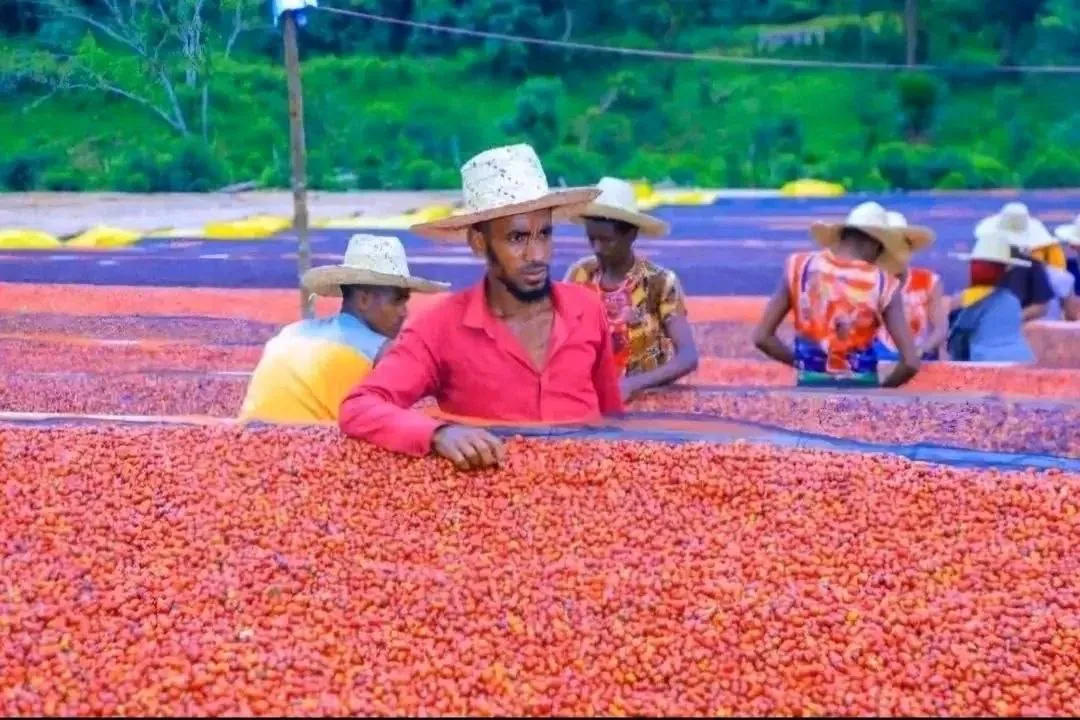 Workers tending coffee drying on raised beds