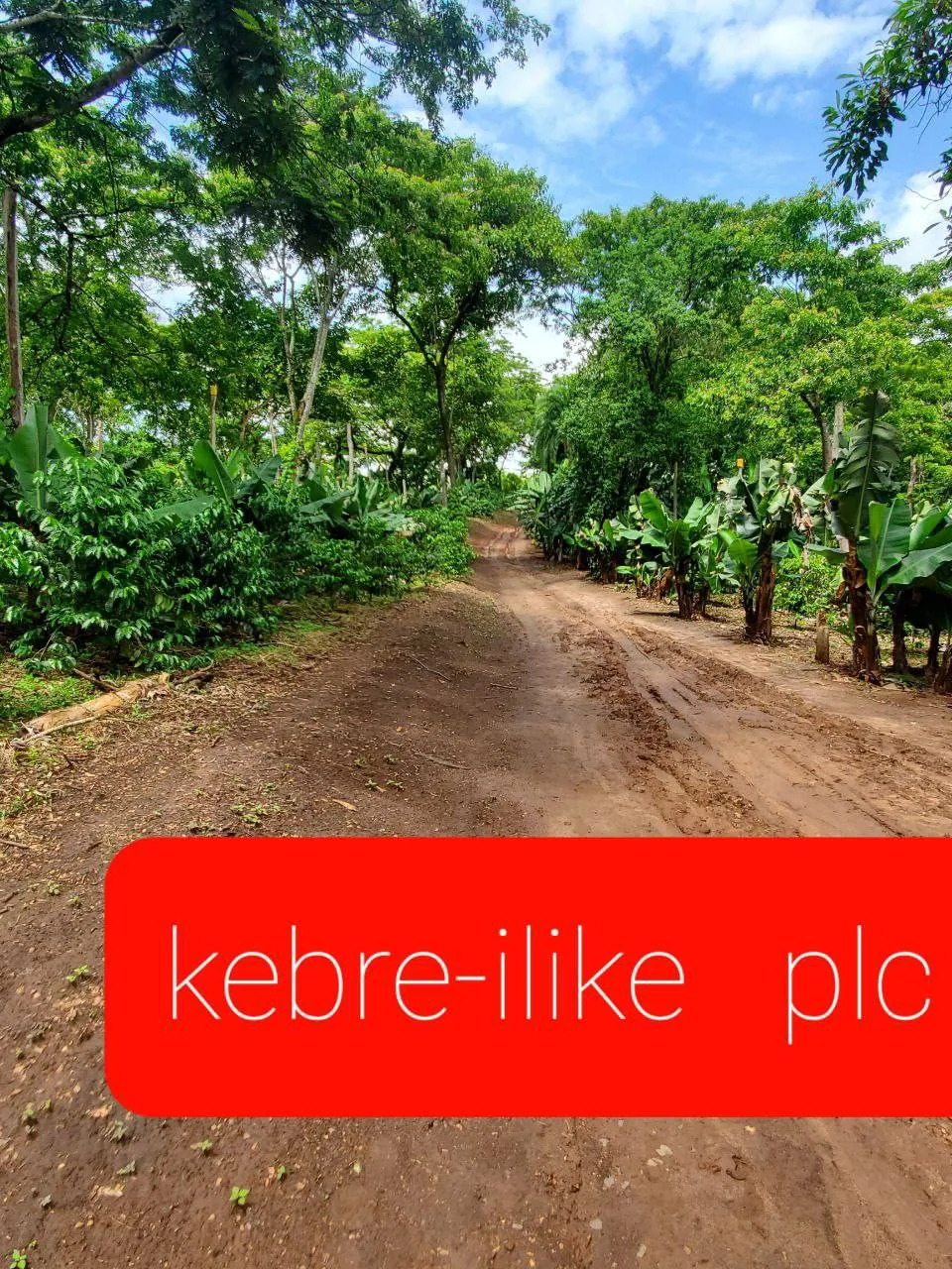A green road through the coffee-growing landscape