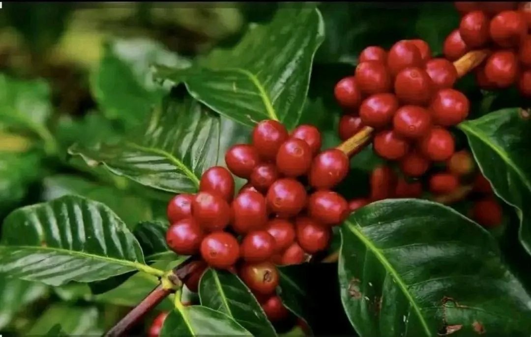 Ripe red coffee cherries on a branch